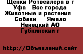 Щенки Ротвейлера в г.Уфа - Все города Животные и растения » Собаки   . Ямало-Ненецкий АО,Губкинский г.